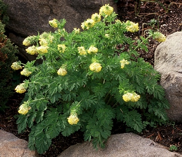 Corydalis nobilis 1