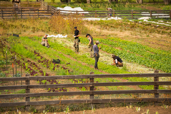 Chatfield Farms