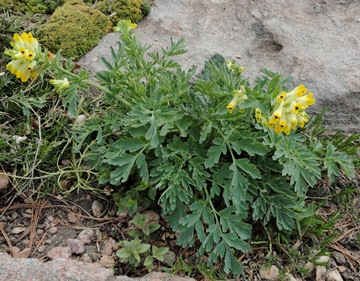 Corydalis nobilis 5