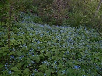 Brunnera 1