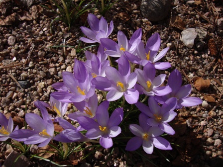 Crocus goulimyi