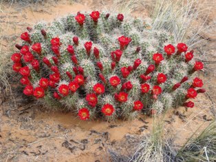 Claret Club in bloom late April near Moab