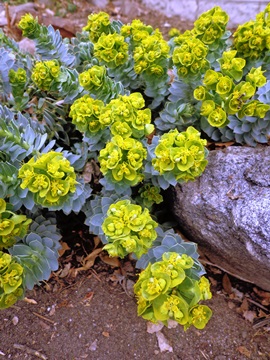 Euphorbia myrsinites