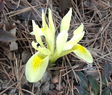 Iris winogradowii DSC09214