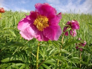 Paeonia anomala