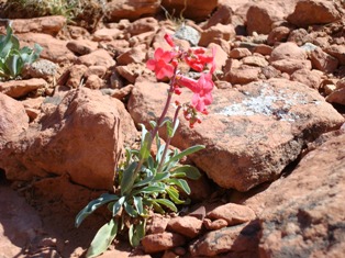 Penstemon utahensis