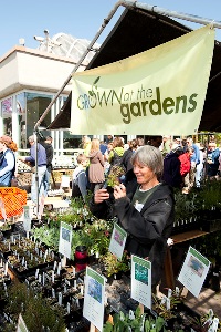 At the Plant Sale