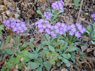 Primula specuicola Moab April 08 561