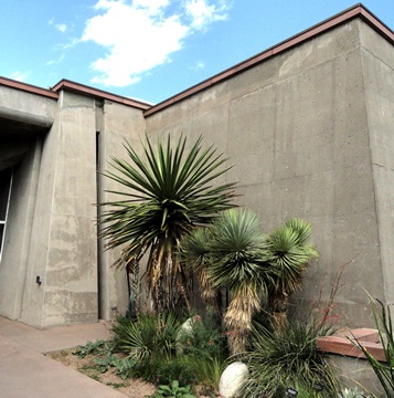 Yuccarama (Yucca faxoniana and Y. thompsoniana)