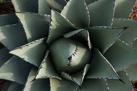 Agave parryi