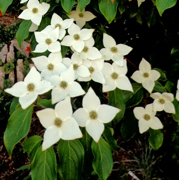 Cornus kousa