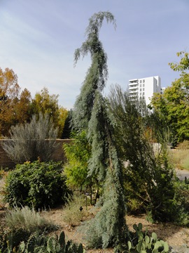 Cupressus arizonica 'Raywood weeping'