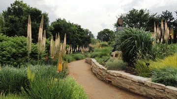 Foxtail lilies