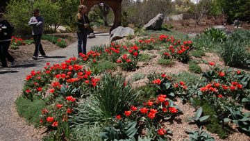 Red emperor tulips in Plantasia in April