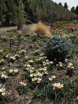 Tulips at DBG