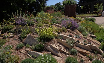 crevice gardens