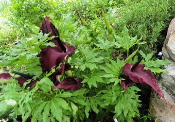 Dracunculus vulgaris