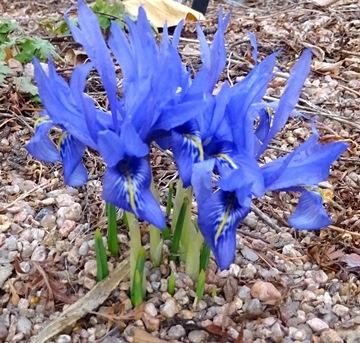 Iris histrioides 'Major'