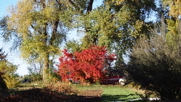 Acer tataricum