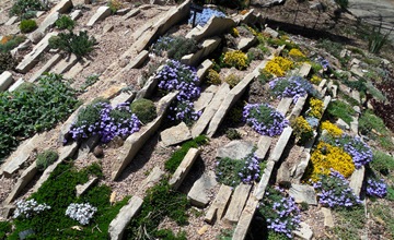 crevice garden