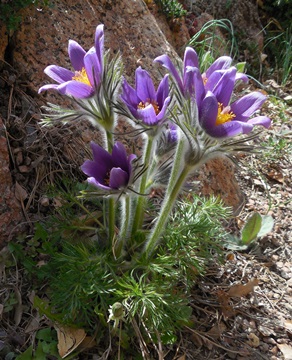 Pasqueflower