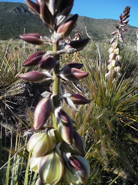 Yucca flower