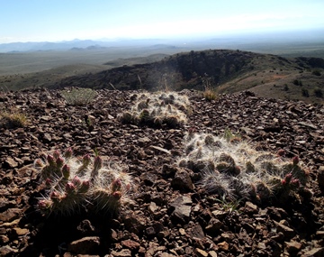 Opuntia 1