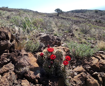 Echinocereus gonacanthus 2