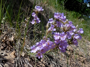 Penstemon auriberbis