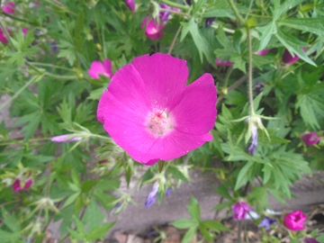 Closeup of winecups