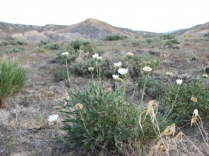 Sclerocactus glaucus habitat