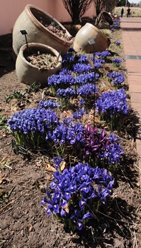 Iris reticulata 'Harmony'