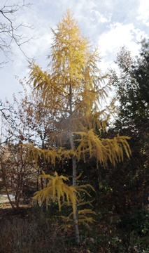 DBG larch