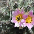 Sclerocactus glaucus