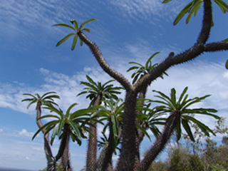 Pachypodium Lamerei1