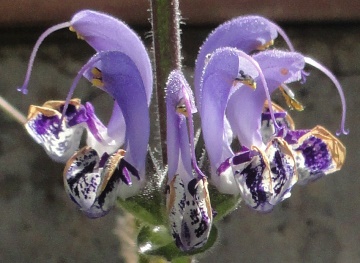 Salvia indica