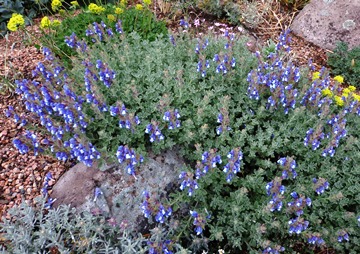 Salvia pisidica