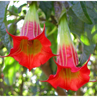 Brugmansia sanguinea