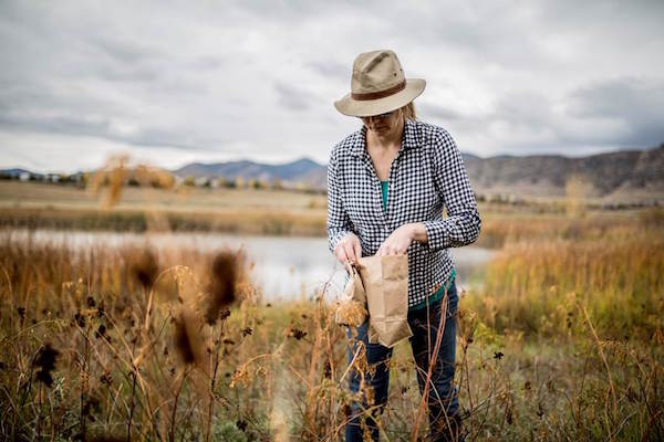 Collecting seed