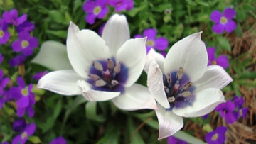 Tulipa humilis 'Albomaculata Caerulea'