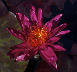 Sangira - Second Place Intersubgeneric Waterlily