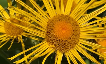 Elecampane (Inula helenium)