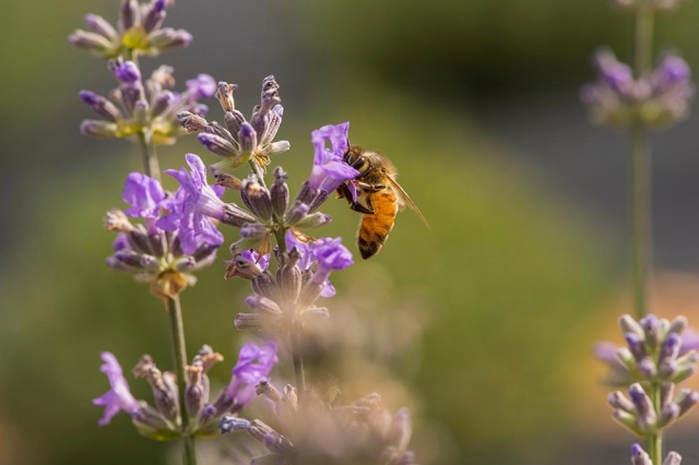 Lavender Garden