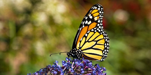 monarch butterfly