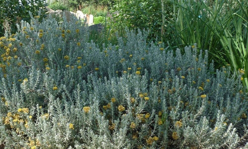 helichrysum trilineatum