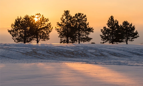 Chatfield Farms Trees in Snow