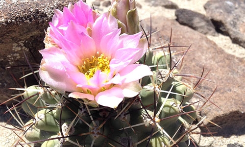 Sclerocactus glaucus thumbnail