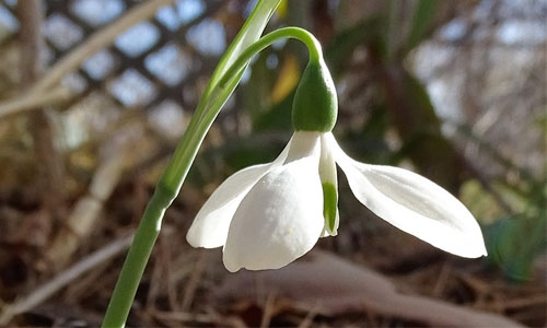 snowdrop thumbnail