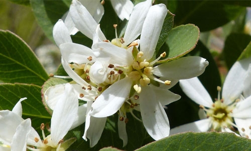 Amelanchier utahensis thumbnail