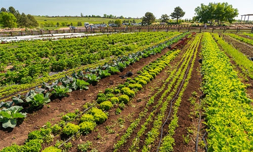 Chatfield Farms field thumbnail